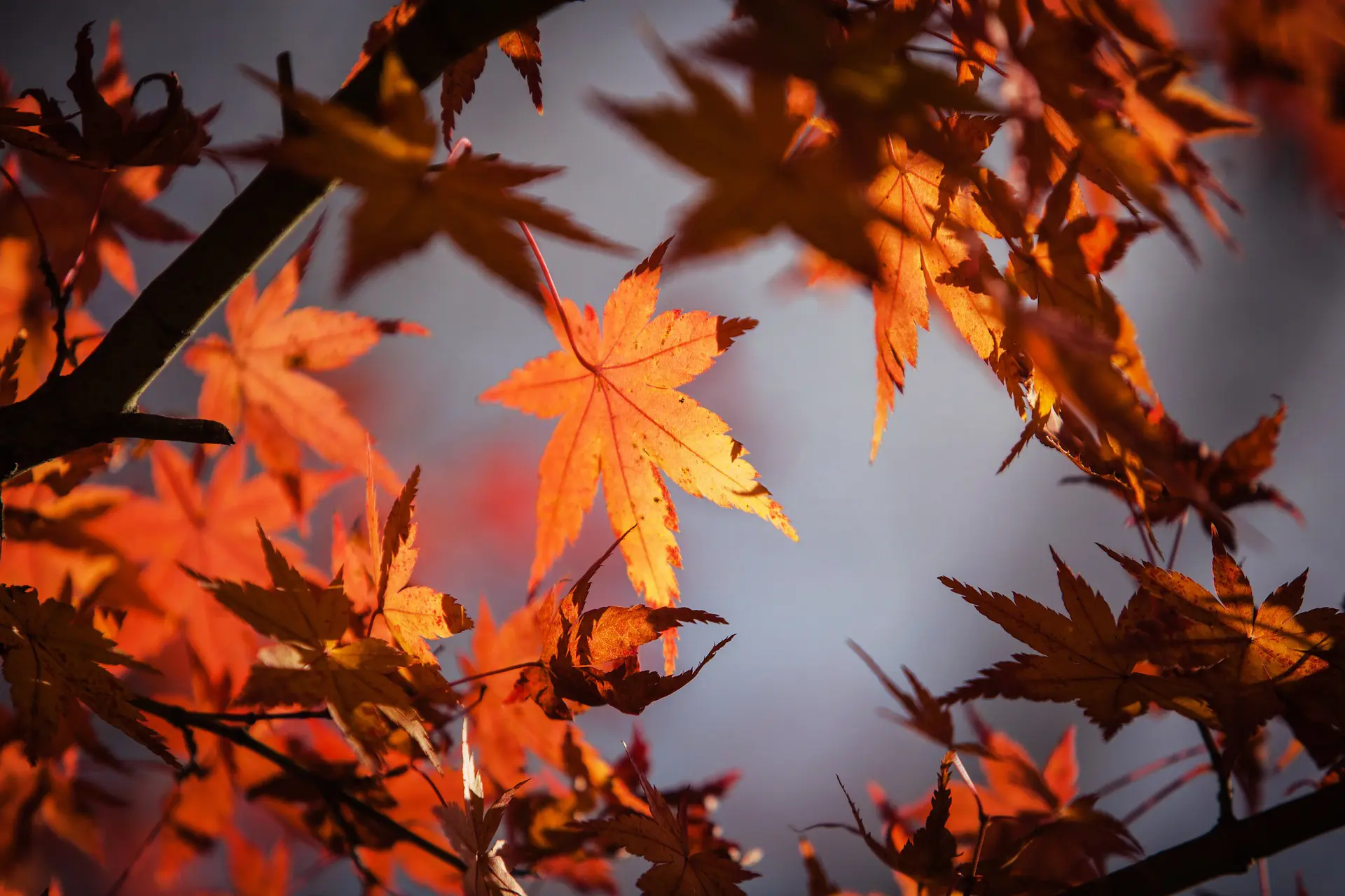 Changing Seasons ImageDragon pixabay 1