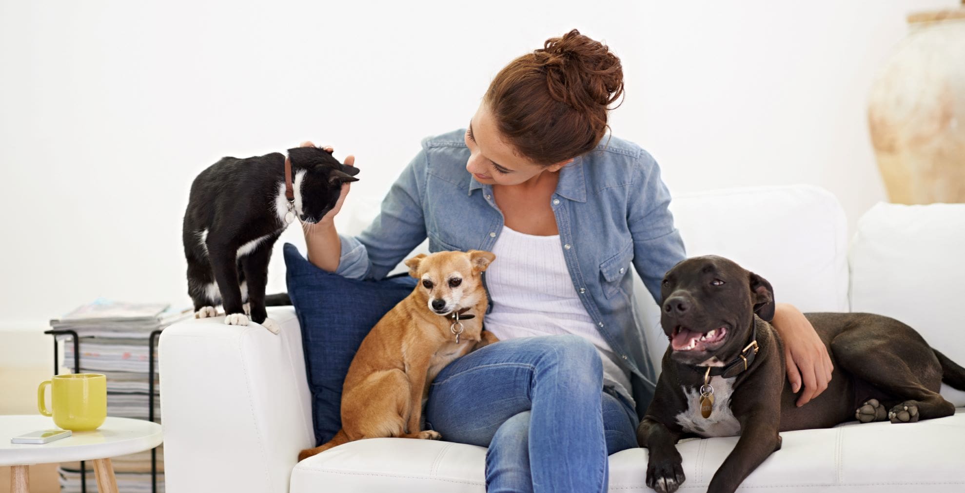 Handling Your Indoor Heating for Pets