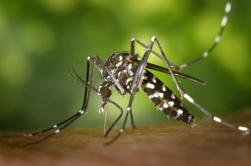 Keep Mosquitoes at Bay with Your HVAC System