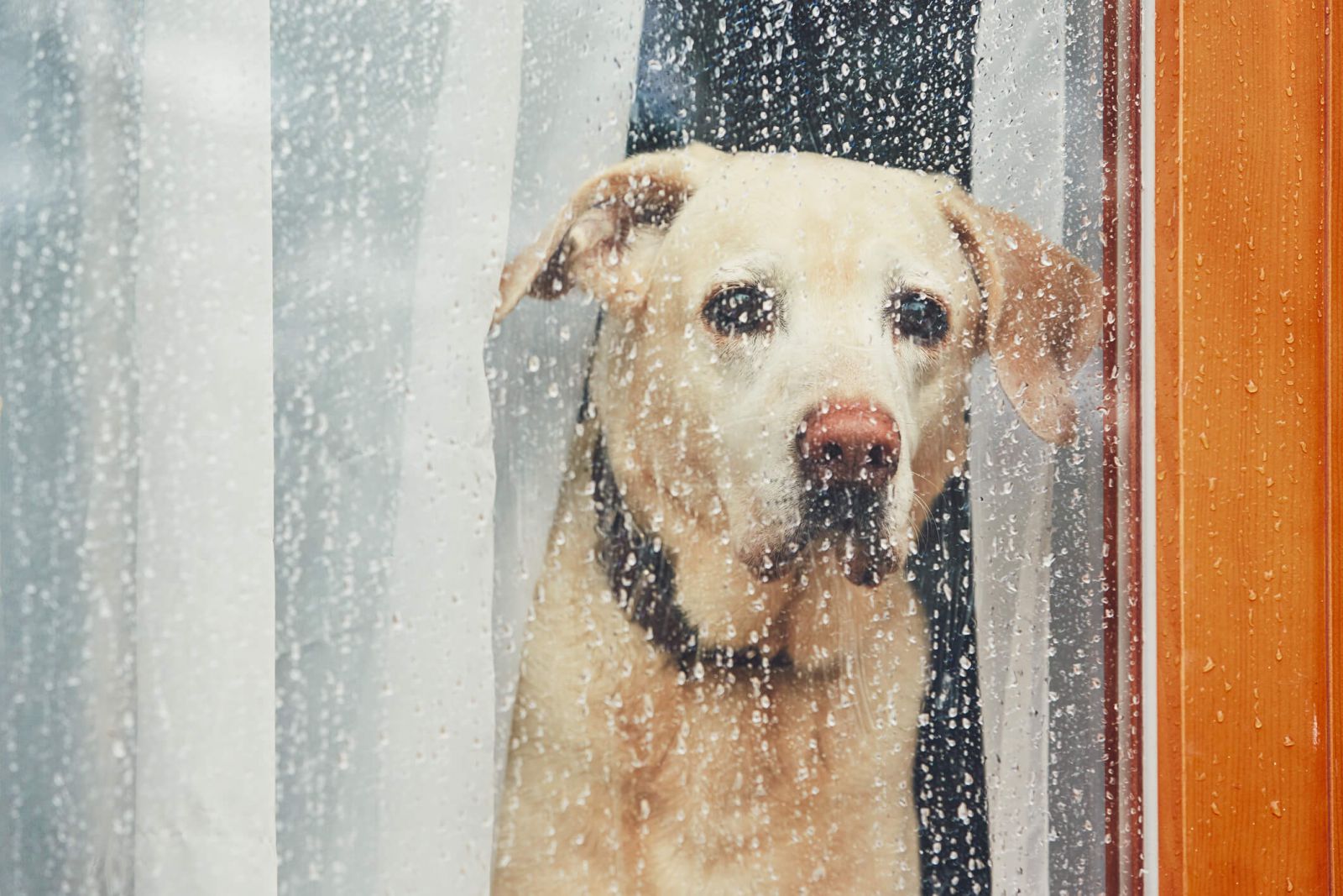 What Every Homeowner Should Know About Rainfall and How It Affects Indoor Air Quality